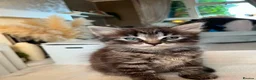 Mixed Breed cats for sale: 4 kittens for sale - Advert 5