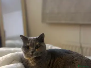 British Shorthair cats British shorthair blue tortie - Advert 4