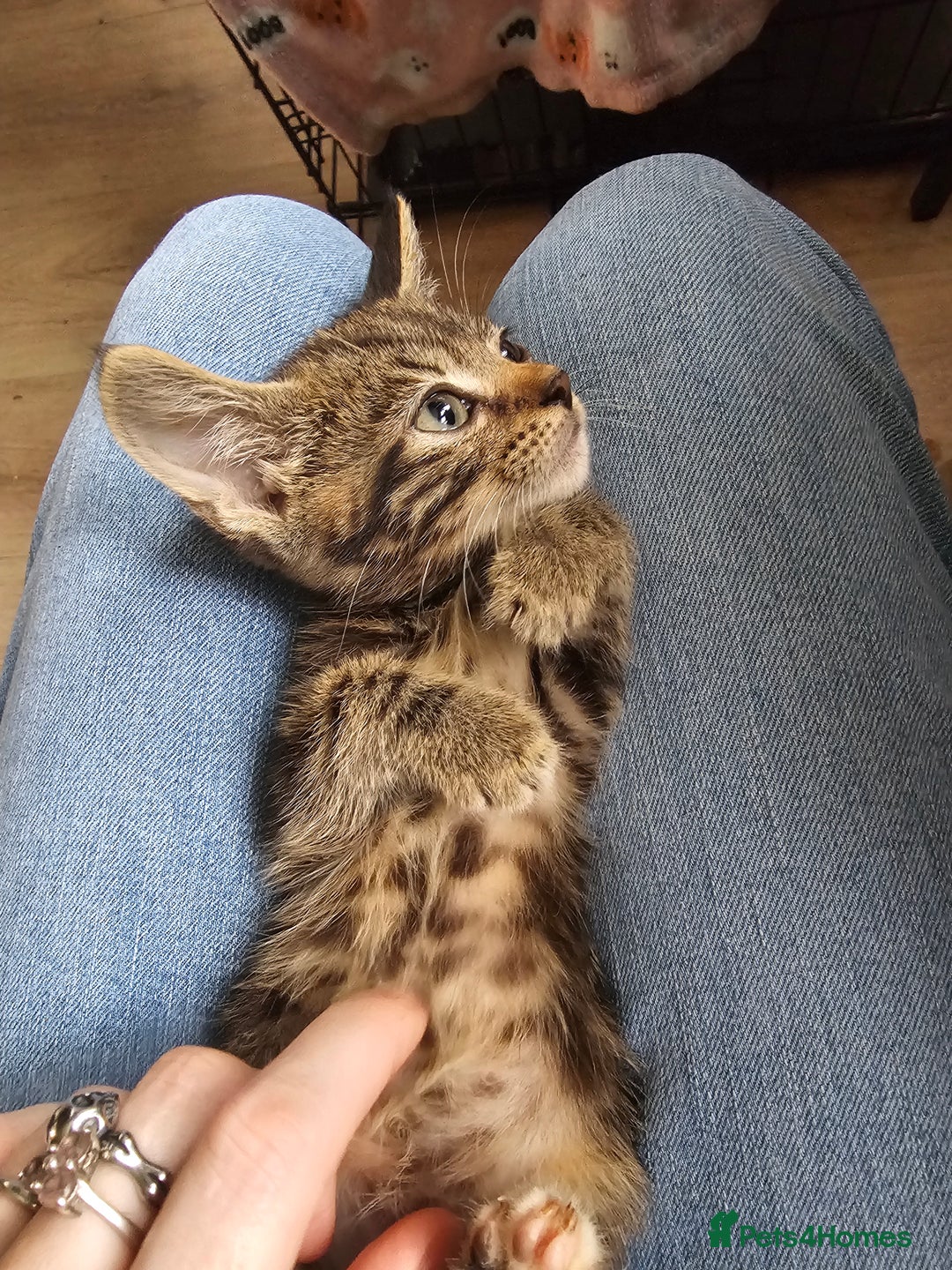 Mixed Breed cats for sale: Adorable kittens looking for their forever homes  - Image 18