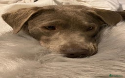 Labrador Retriever dogs for sale: Silver, Charcoal, Champagne Labrador Puppies  - Image 5