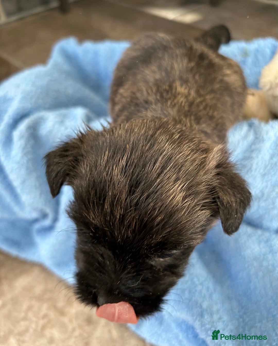Cairn Terrier dogs for sale: CAIRN TERRIER PUPPIES - Advert 13