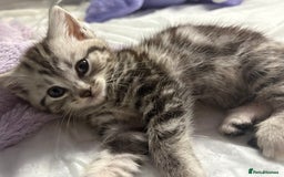British Shorthair cats for sale: Silver tabby BSH cross - Image 9