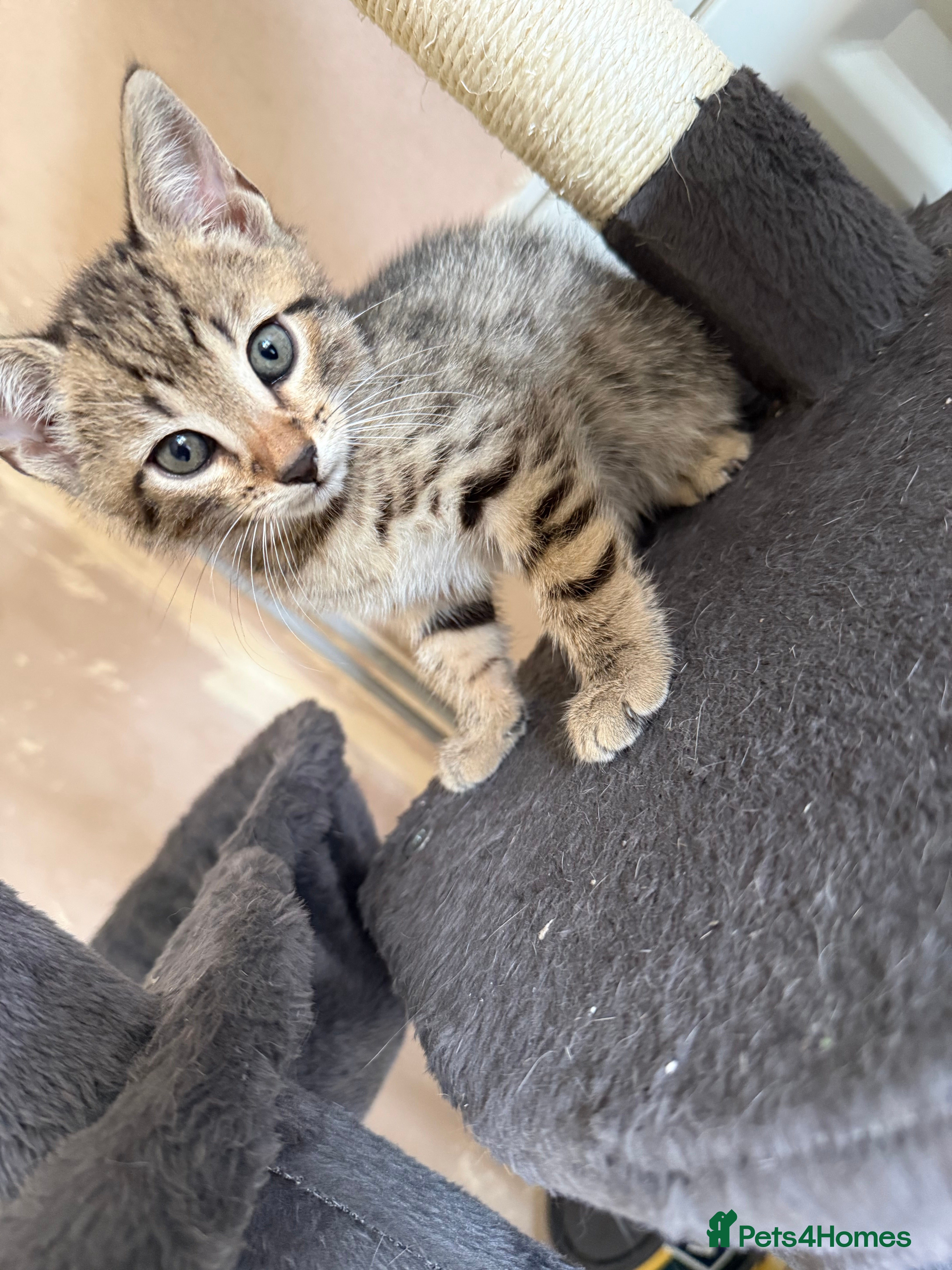 Bengal cats for sale: 1 female kitten available  - Advert 5