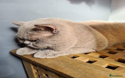 British Shorthair cats for stud: Lilac BSH stud duties GLOUCESTERSHIRE in Cheltenham - Image 14