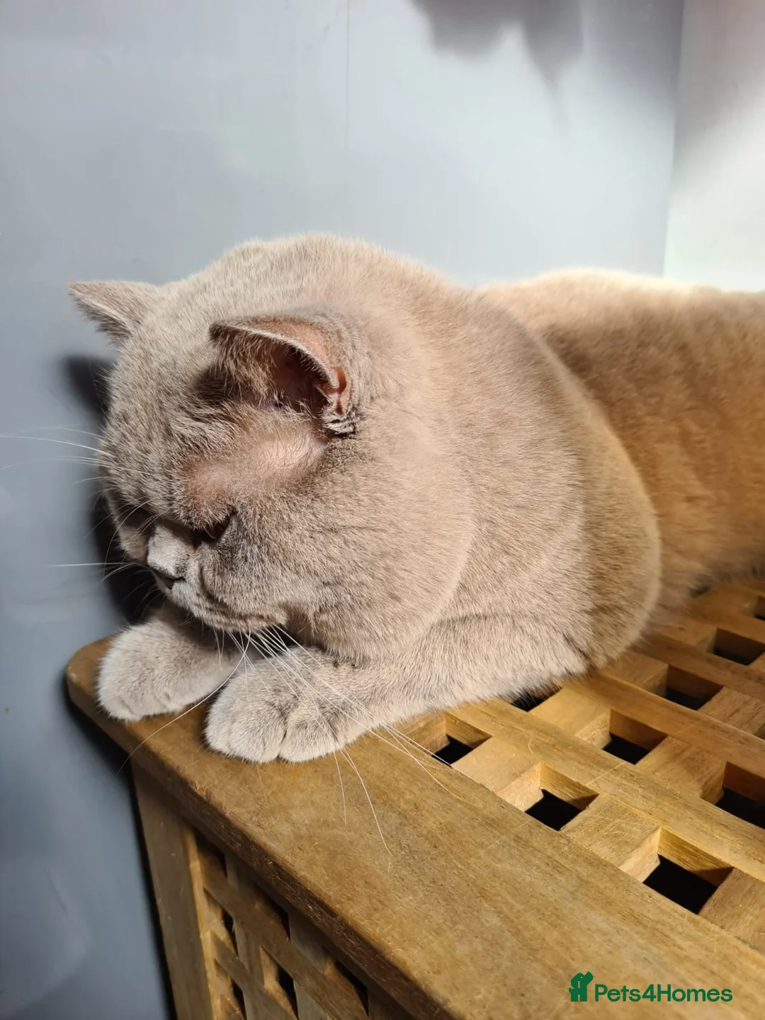 British Shorthair cats for stud: LILAC BSH and BLUE BSH STUDS AVAILABLE in Cheltenham - Advert 15