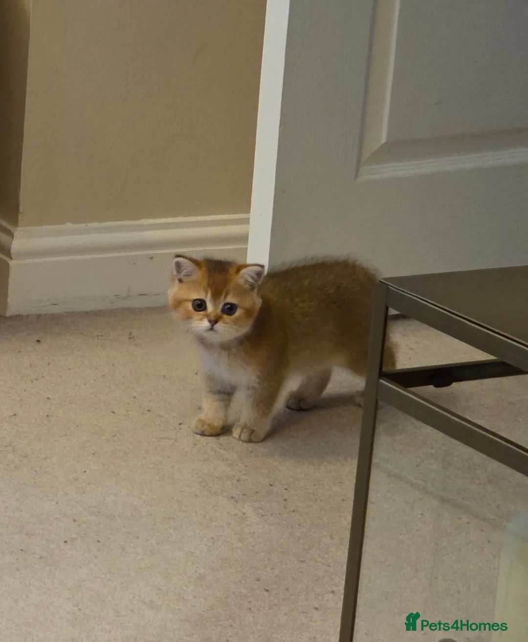 British Shorthair cats for sale: British Short hair in Camberley - Advert 5