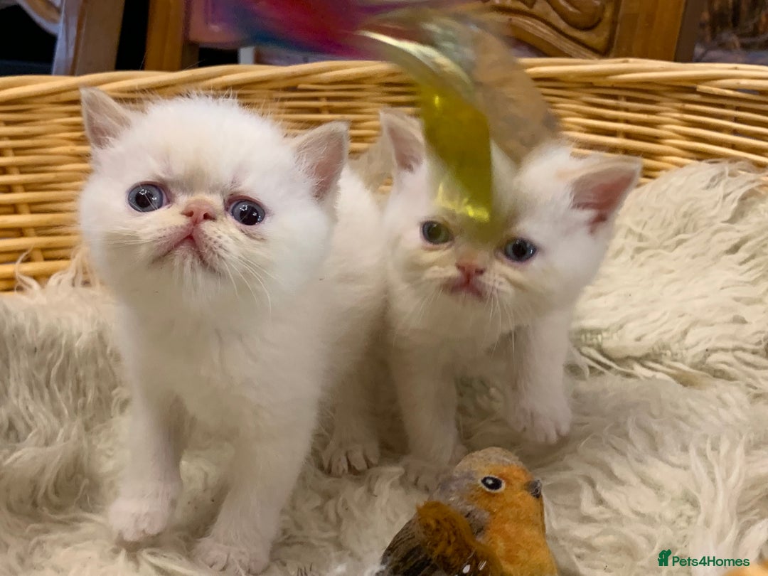 Persian cats for sale: Exotic persians  - Image 26