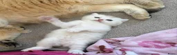British Shorthair cats for sale: Beautiful Silver Shaded British Shorthair Girl  in Great Missenden - Advert 4