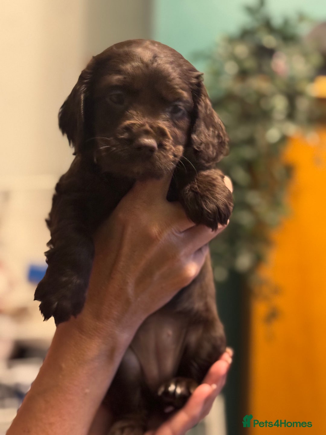 Cocker Spaniel dogs for sale: Cocker spaniel pups  - Image 5