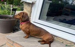 Miniature Dachshund dogs for sale: Litter of 8 mini smooth hair Daschund puppies  - Image 3
