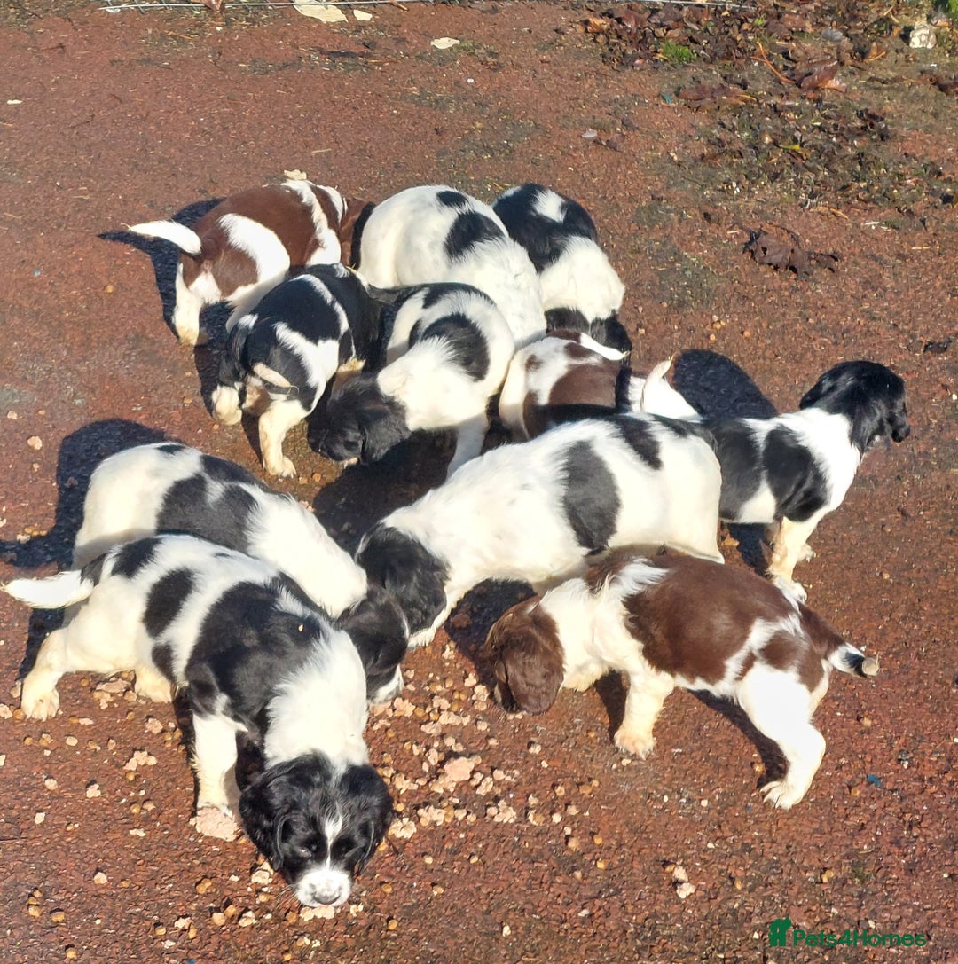 English Springer Spaniel dogs for sale: Quality Spaniel Litter at Sandaharr  - Image 11