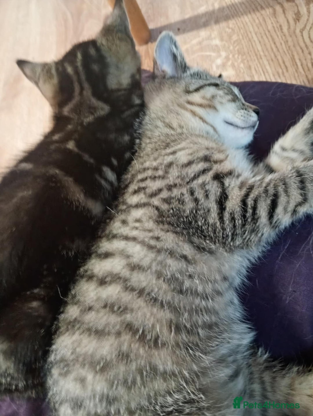 York Chocolate cats for sale: Very cute cats who needs to go to home! - Image 3