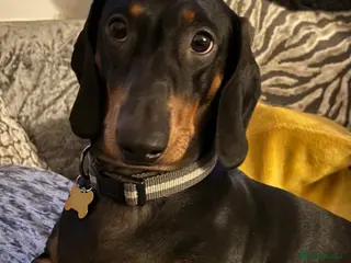 Dachshund dogs Ziggy - Advert 1