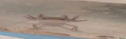 Axolotl reptiles for sale: Copper axanthic Melanoid baby Axolotl - Advert 6