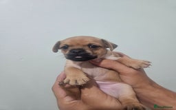 Mixed Breed dogs for sale: Mixed breed puppies  - Image 3