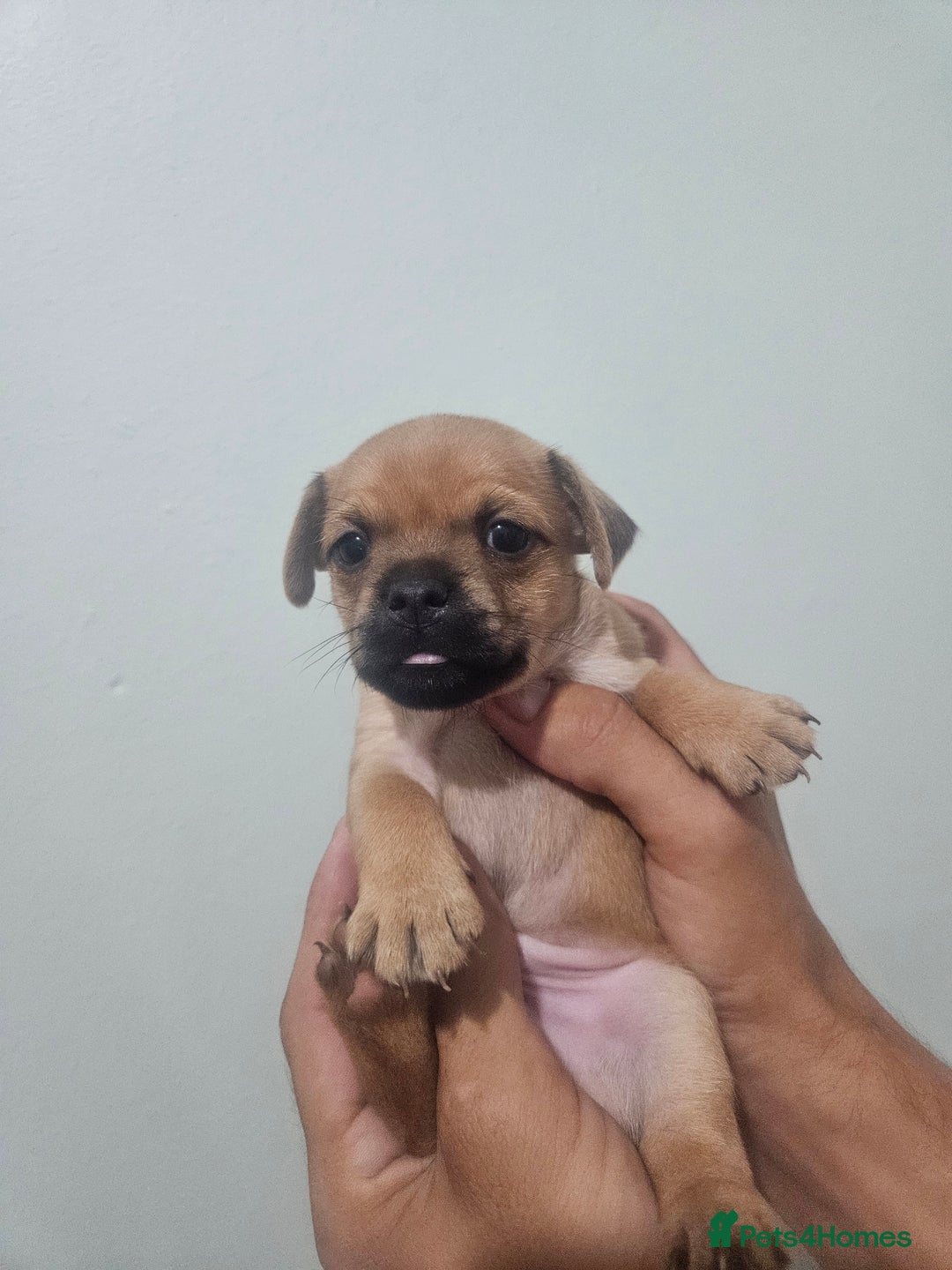 Mixed Breed dogs for sale: Mixed breed puppies  - Image 3