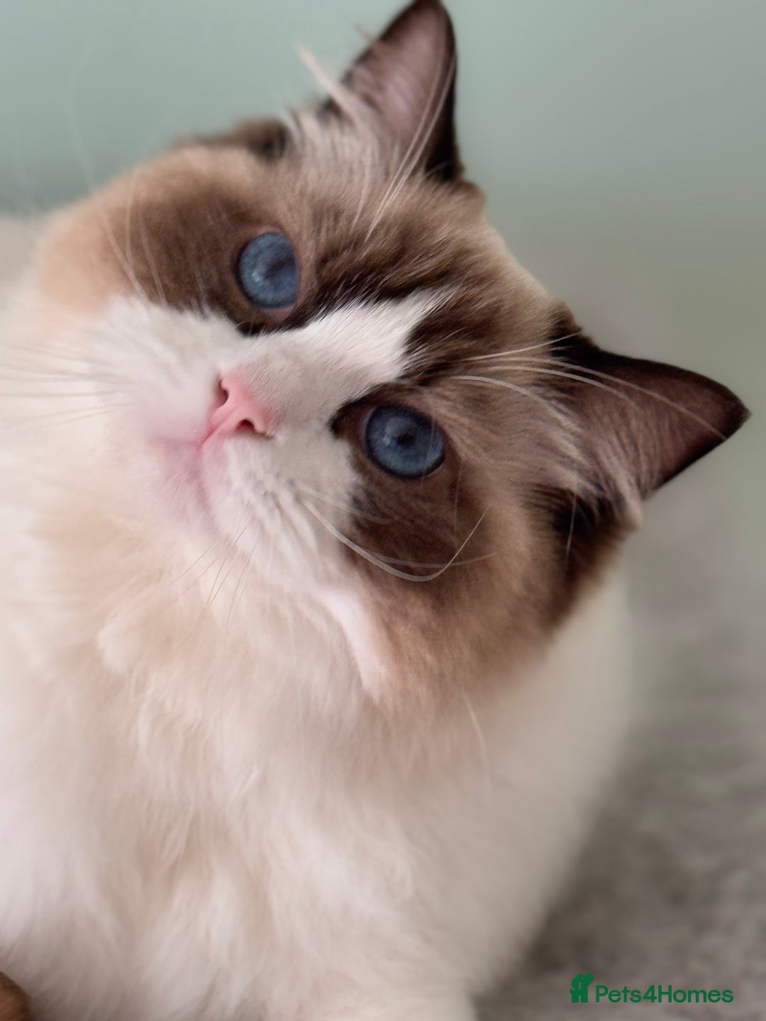 Ragdoll cats for sale: Stunning Ragdoll Kitten Fife Reg Breeder - Image 1