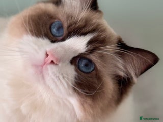 Ragdoll cats - Advert 5