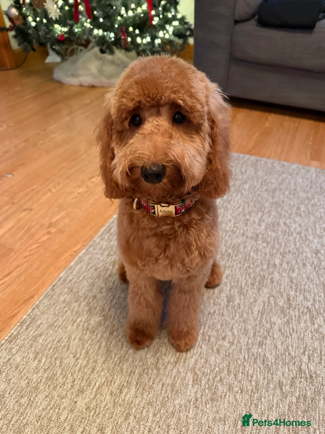 Cockapoo dogs for sale: 6 month old cockapoo  - Advert 2