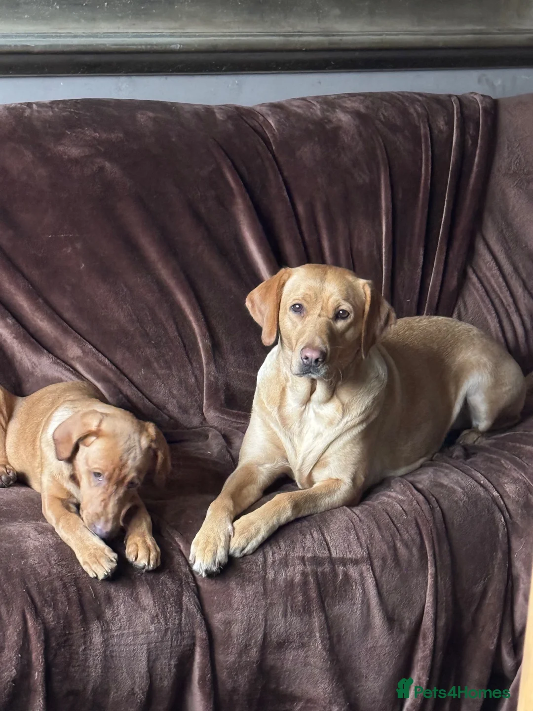Labrador Retriever dogs for sale: Calling all Fox Red Labrador lovers !  - Advert 1