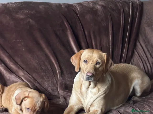 Labrador Retriever dogs for sale: Calling all Fox Red Labrador lovers ! - Advert 3