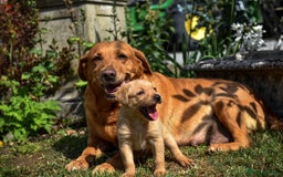Labrador Retriever dogs for sale: Deep Red Top Quality Labrador Puppies - Image 2