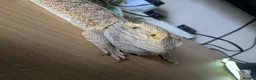 Bearded Dragon reptiles for sale: Looking for good homes. - Advert 4