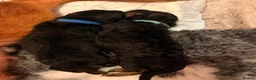 German Shepherd dogs for sale: Wolfskraft German Shepherds puppies - Advert 5