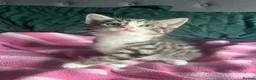 Mixed Breed cats for sale: Beautiful Tabby Kittens, looking for forever homes - Advert 5