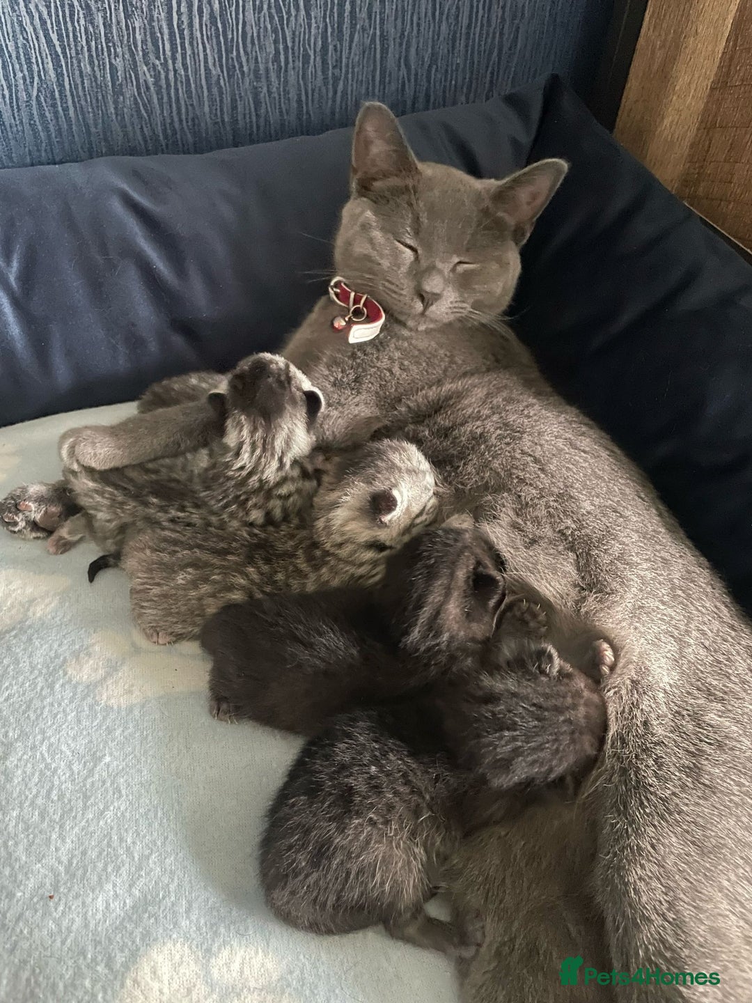 Mixed Breed cats for sale: Beautiful British Shorthair Mixed Kittens🐾 - Image 9