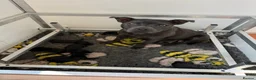 Staffordshire Bull Terrier dogs for sale: Black KC Reg/Health Tested Staffordshire Puppies. - Advert 37
