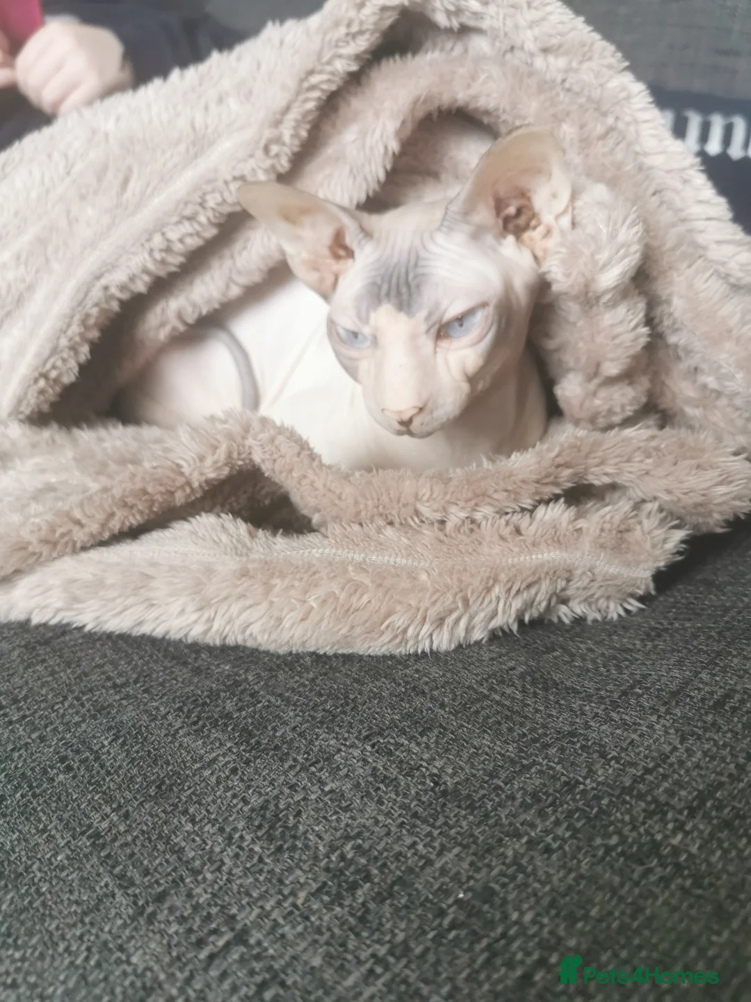 Sphynx cats for sale: Sphynx cat for sale  in Bootle - Advert 5