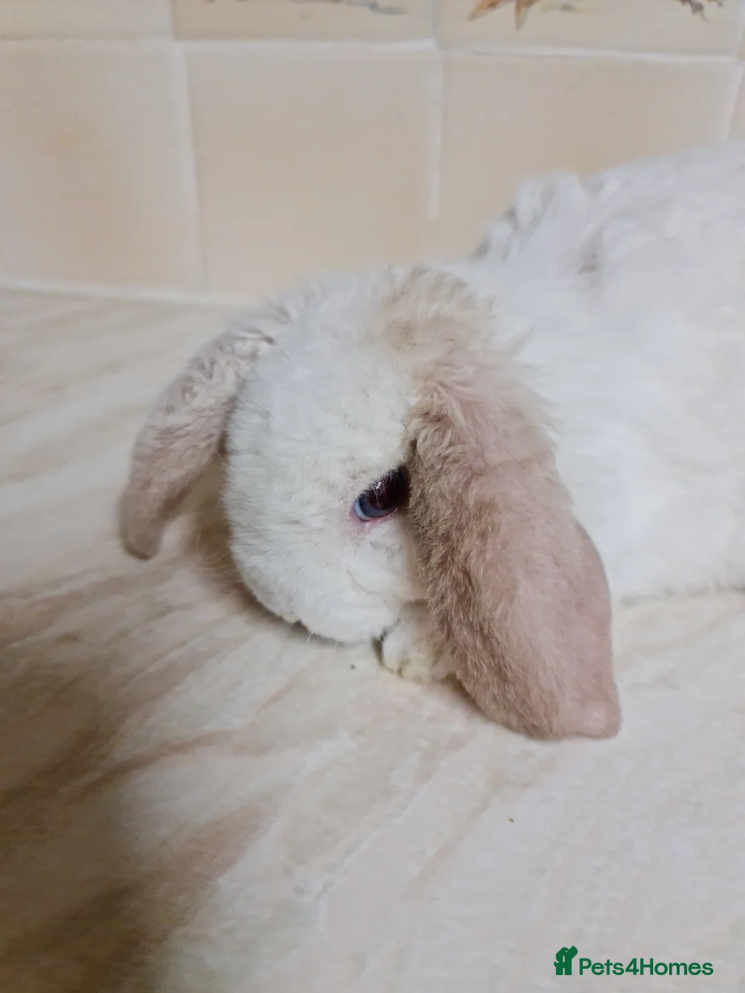 Mini Lop rabbits for sale: 3 mIni PLUSH lops ready 7/03. 2 BLUE EYED! - Advert 6