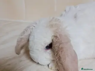 Mini Lop rabbits Blue eyed mIni PLUSH lop BUCK ready 7/03.! - Advert 12