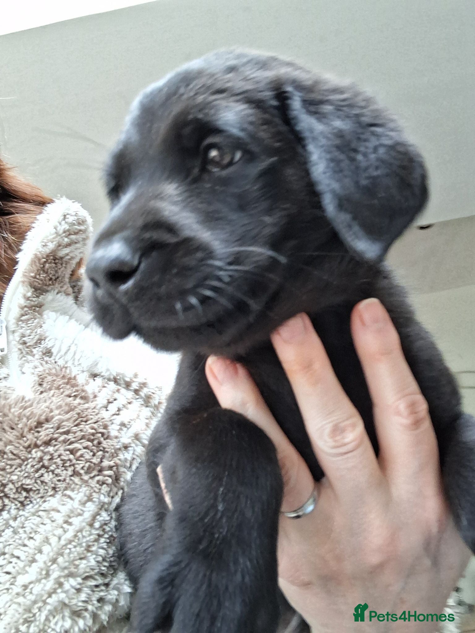 Labrador Retriever dogs KC reg HEALTH TESTED LAB PUPPIES - Advert 1