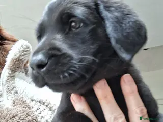 Labrador Retriever dogs KC reg HEALTH TESTED LAB PUPPIES - Advert 1