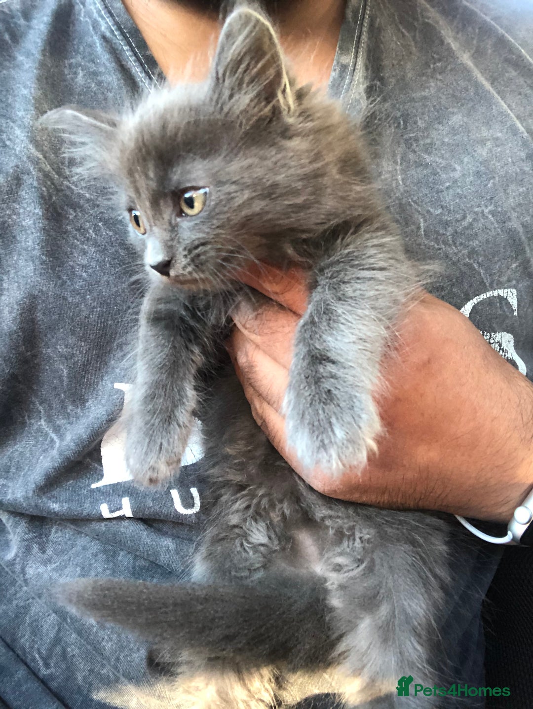 Mixed Breed cats for sale: Stunning silver Maine coon x kittens ready now  - Image 4