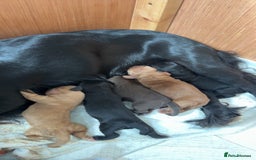 Cockapoo dogs for sale: F1b cockapoo puppies 3 boys 2 girls  - Image 1
