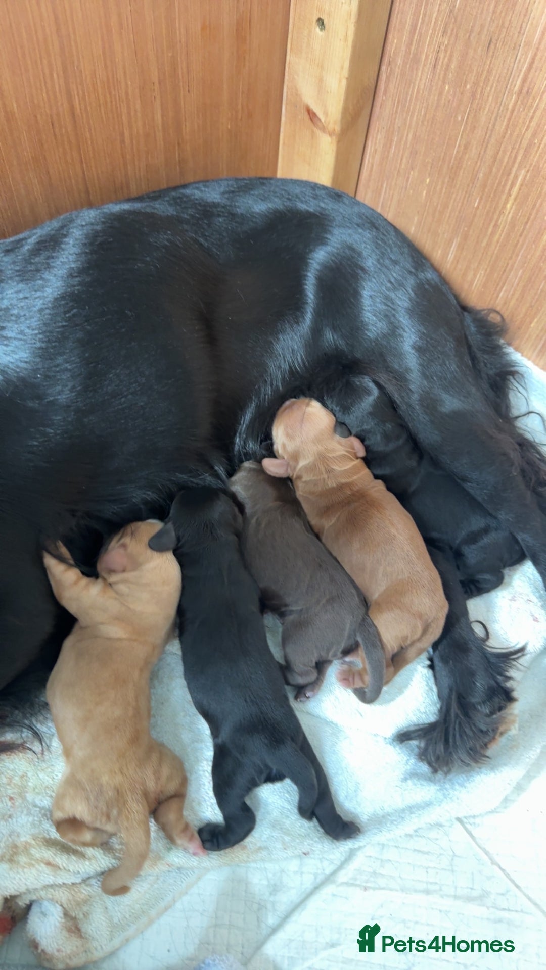 Cockapoo dogs for sale: F1b cockapoo puppies 3 boys 2 girls  - Image 1