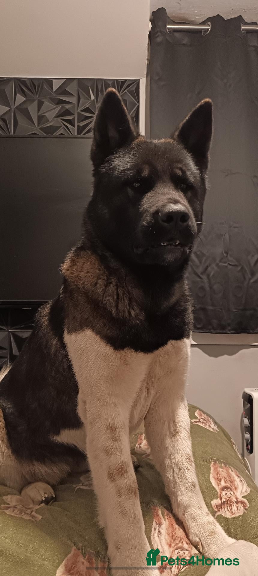 Akita dogs American akita puppys - Advert 12
