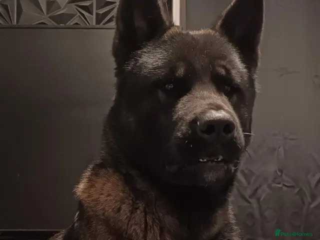 Akita dogs for sale: American akita puppys - Advert 18