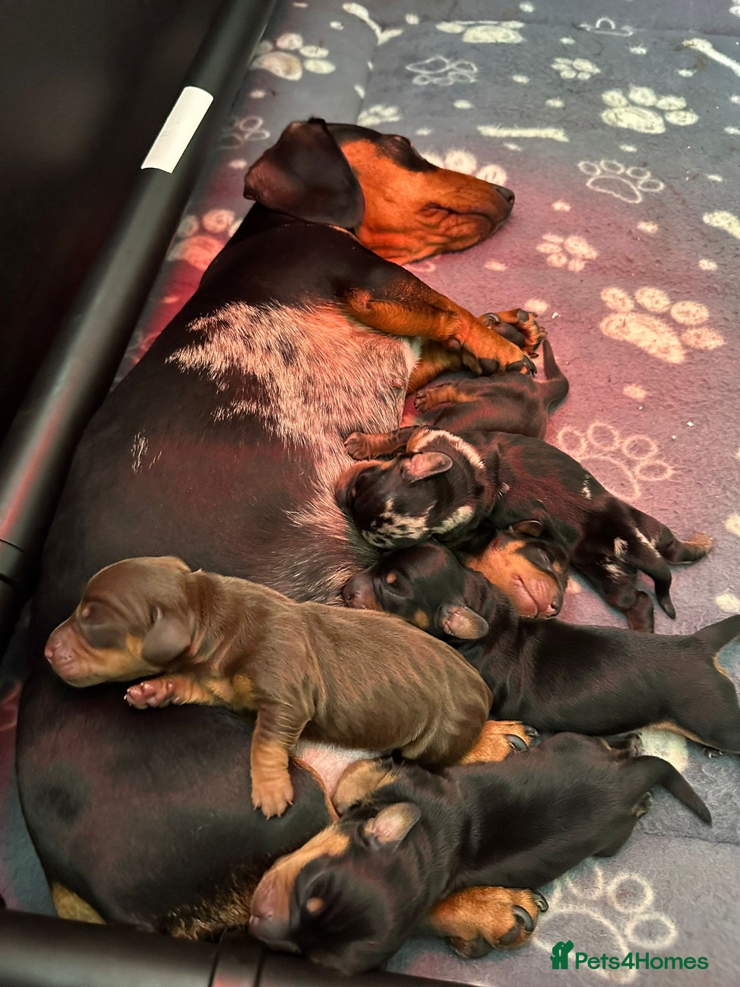 Dachshund dogs for stud: For stud! KC registered miniature dachshund  in Bristol - Image 8