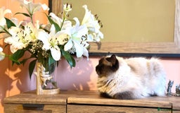Ragdoll cats for sale: Adorable Ragdoll Kittens  - Image 12