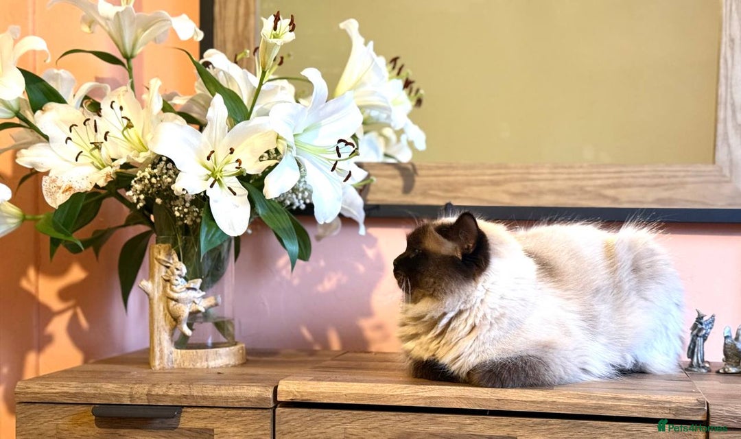 Ragdoll cats for sale: Adorable Ragdoll Kittens  - Image 12