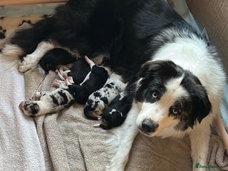 Border Collie dogs Border Collie Puppies - Advert 1
