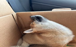 Japanese Shiba Inu dogs for sale: Ready Now! Only Red Boy Left! 🦊 - Image 18