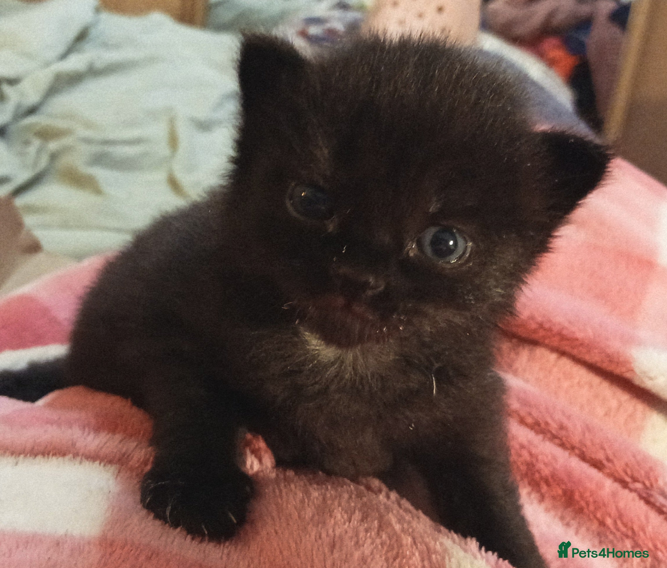 Mixed Breed cats All black male kitten - Advert 2