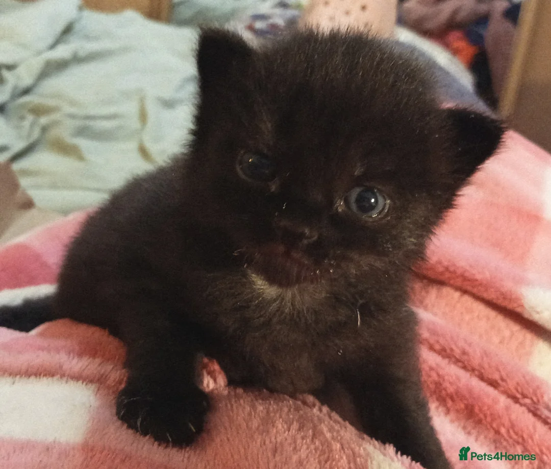 Mixed Breed cats for sale: All black male kitten - Advert 2