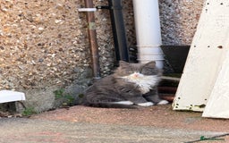 Mixed Breed cats for sale: Fluffy beautiful kitten - Advert 3