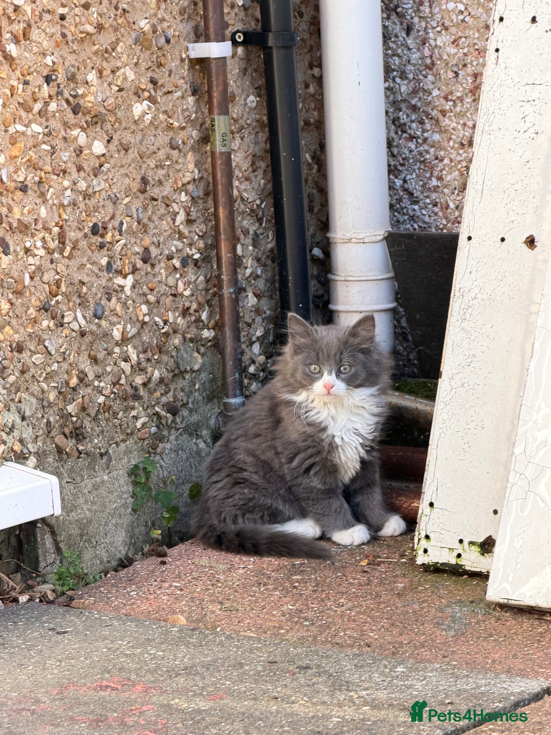 Mixed Breed cats for sale: Fluffy beautiful kitten - Advert 3